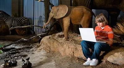 Карликовые слоны: мини-гиганты с острова Борнео | Заметки о животных | Дзен