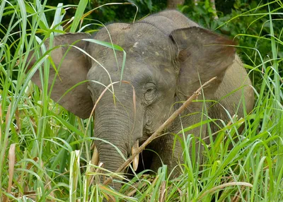 Слоны мини - Всё для флорариума