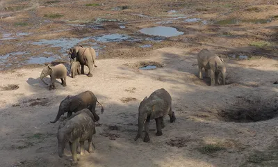 Самые маленькие слоны пигмеев Борнео Стоковое Изображение - изображение  насчитывающей пуща, серо: 196504791