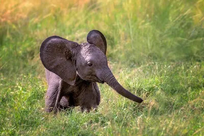 Смешные и прикольные картинки про слонов (74 фото)