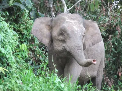 Центрально-Африканская Республика. Карликовые слоны.