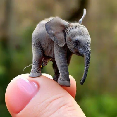 Маленькие слоны (65 лучших фото)