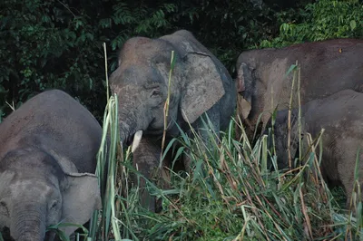 Самые маленькие слоны пигмеев Борнео Стоковое Изображение - изображение  насчитывающей малайзия, еда: 196504799