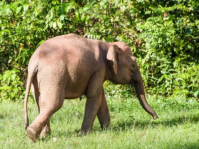 Elephas beyeri — Википедия
