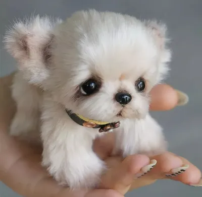 Порода шпиц: маленькие собаки с большим характером» — создано в Шедевруме