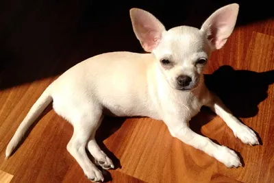 Фото карликовых пинчеров: маленькие собаки с большими ушами и глазами |  Карликовый пинчер Фото №79265 скачать