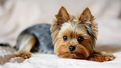 Почему маленькие собаки так часто лают | 3 причины - Питомцы Mail.ru