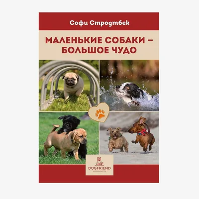 Почему маленькие собаки дольше живут?