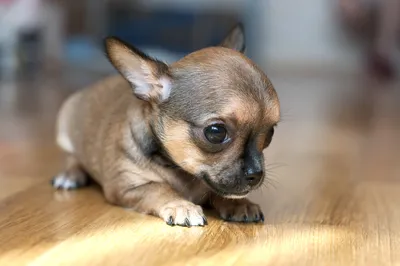 Самые маленькие собаки в мире. Часть 1 | Все обо всем | Дзен