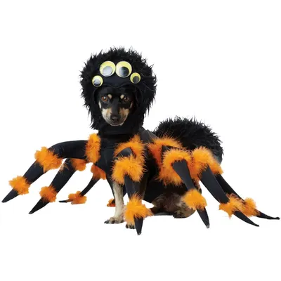 Гуччи для Чучи»: сибирячка шьет платья для обезьян и карнавальные костюмы  для собак