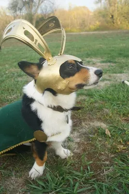 Карнавальные костюмы для собак | Dog halloween costumes, Dog halloween,  Pumpkin halloween costume