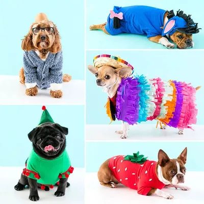 Карнавальные костюмы для собак: фото, костюмы для собак, костюм собаки  своими руками | Костюмы на хэллоуин для собак, Костюмы для собак, Наряды  для питомцев