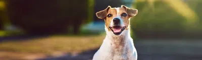 Кинологи составили топ-10 популярных пород собак за 2023 год | Ветеринария  и жизнь