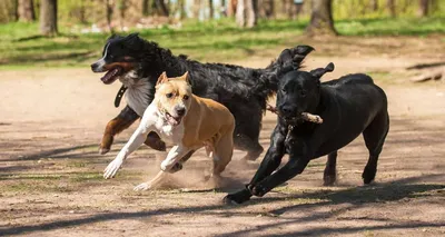 За укусы собак предлагают установить штрафы до 200 000 рублей - Ведомости