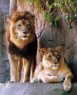 Фото львицы для поклонников природы | Красивая львица Фото №507126 скачать