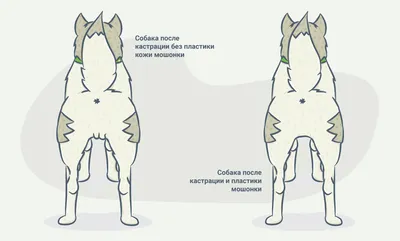 Кастрация котов и собак