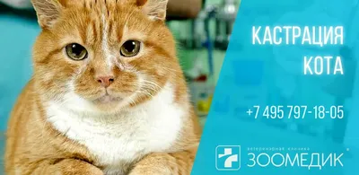 Кастрация кота - Зоомедик