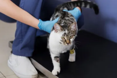 Ветклиника: кастрация (стерилизация) кошек и собак | Сеть ветклиник в СПб