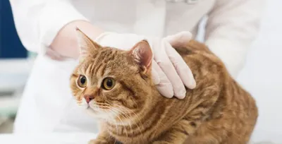 Кастрация кота по лучшим ценам в Москве - клиника ИВЦ Запа