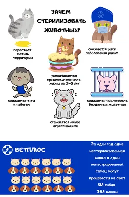 Кастрация Кота в Алматы От 3 000₸. Ветеринарная клиника ВЕТ ПЛЮС