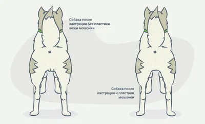 Кастрация (кота, кобеля, хорька, кота крипторха) - Ветеринарная клиника  «Друг»