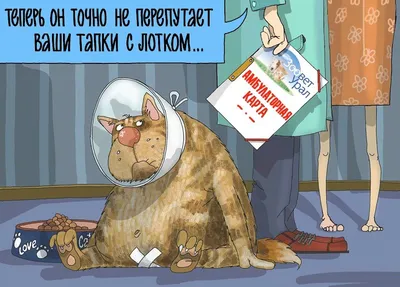 Кастрация кота Кемерово | Ветеринарный центр Успех