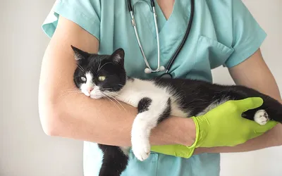 Кастрация кота: возраст, подготовка, описание, цена | Сеть ветеринарных  клиник «Ветус»