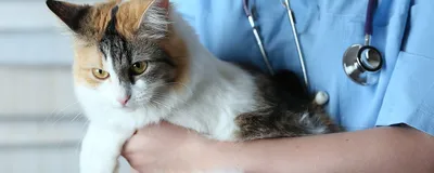 Кастрация кота | Ветеринарная клиника доктора Шубина