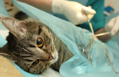 Кастрация котов. Лечение и симптомы - Ветеринарная клиника Друг