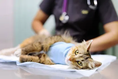 Стерилизация и кастрация кошек | Ветеринарная клиника Доктор ЗОО