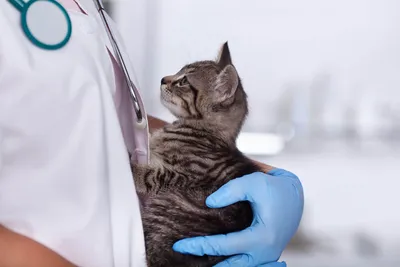 Цена на лапороскопическую стерилизацию кошек СВАО, ЮАО в Москве