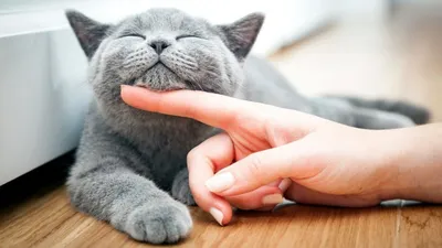 Кастрация кота в Минске по доступной цене | Ветеринарная клиника в Минске  «Питомец»
