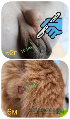 Кастрация кота — Ветеринарная клиника ZooHelp