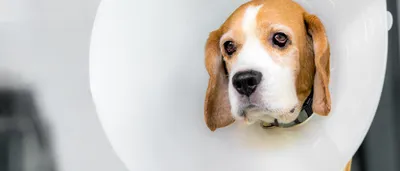 Стерилизация собаки – 2 эффективных способа