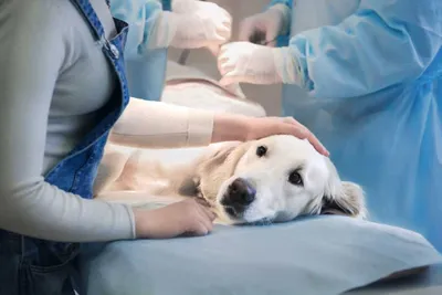 Кастрация собак: в каком возрасте и как влияет на питомца | Royal Canin UA