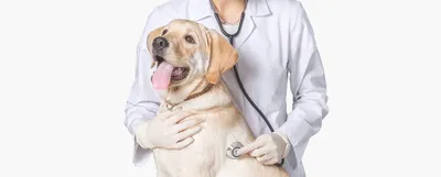Шов после стерилизации собаки: все о правильном уходе и реабилитации