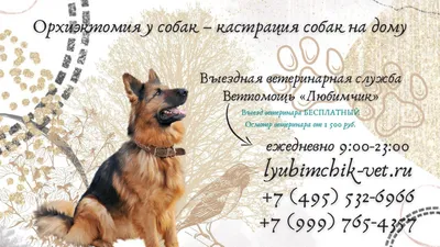 Кастрация собак в Люберцах — цены и запись на приём в ветклинику «АМИКУС  ВЕТ»