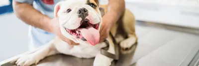 Кастрация и стерилизация животных в ветеринарной клинике
