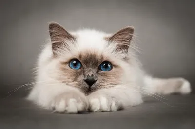 Прошу совета у кошатников или ветеринаров. Почему кастрированный кот ведёт  себя как течная кошка? | Пикабу