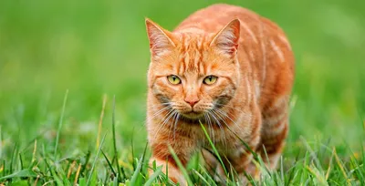 Кастрация шотландского кота – зооветцентр АМИКУС ВЕТ