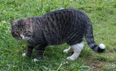 Почему кастрированный кот пытается делать садку на кошек или предметы?:  sestratk — LiveJournal