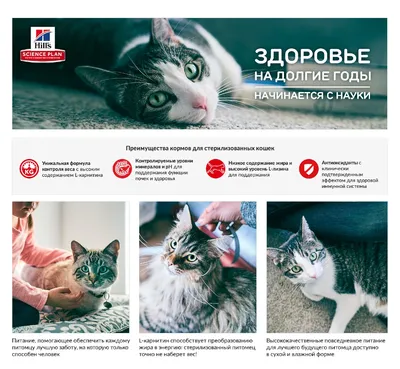 Нужно ли кастрировать кота — плюсы и минусы | Зоовет-Урал