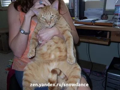 Кастрация кота по низким ценам в Москве - кастрировать кота в ветклинике  «Свой Доктор»