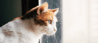 Кастрация кота: цены в СПб в ветклинике | кастрировать кота в  Санкт-Петербурге - Ветеринарная клиника МВЦ «Два сердца»