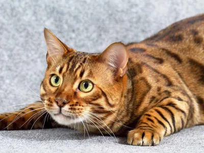 Кастрация кота Кемерово | Ветеринарный центр Успех