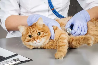 Толстеют ли коты и кошки после кастрации? | КотоВедение | Дзен