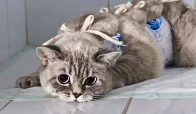 Почему кастрированный кот пытается делать садку на кошек или предметы?