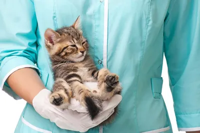 Стерилизация и кастрация кошек - «Депрессивный кот пошел к кастрологу.» |  отзывы
