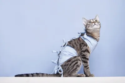 Кастрация кота: плюсы и минусы. В каком возрасте планировать операцию? -  YouTube