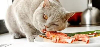 Блохи у кошек - ветеринарные статьи специалистов клиники «Джунгли»